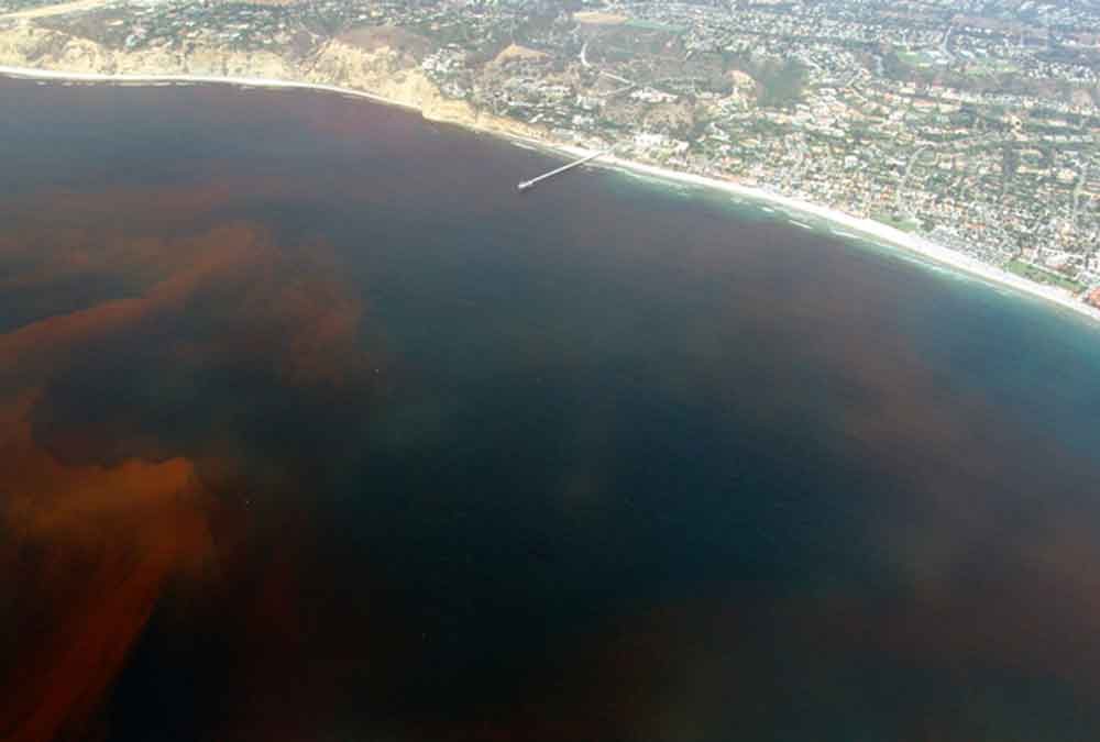 Red tide offshore at La Jolla California